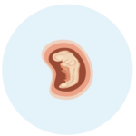 Embryo fünfte SSW