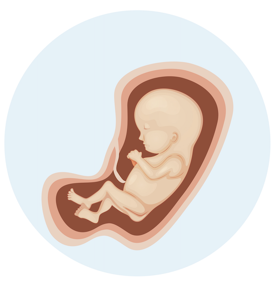 Die 24. Schwangerschaftswoche Baby entwickelt Geschmack Die 24. Schwangerschaftswoche Baby entwickelt Geschmack